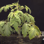 Plantas que 'respiran' nitrógeno y tomates que resisten la sal, la agricultura del futuro