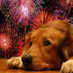 Experto advierte sobre los peligros de los fuegos artificiales para los animales domésticos