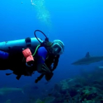 El auge del turismo de dientes: bucear con tiburones se vuelve tendencia en RD