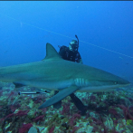 Aprender a bucear con tiburones en RD ronda los RD$30,000