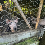 Realizan operativo para recuperar áreas de protección en ribera del río Yuna