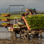 Siembra de arroz con prácticas sostenibles