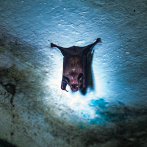 Nipah, claves de un virus emergente y sin tratamiento que mantiene en alerta a la India