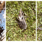 ¿Se está consumiendo “pleco” en República Dominicana?