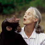 Los simios tienen imaginación y saben fingir