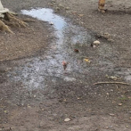 Heces fecales invaden patio y baños de la escuela de SFM; comunidad escolar exige solución inmediata
