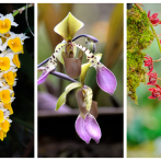Festival de Orquídeas 2026: una cascada de color en el Jardín Botánico Nacional