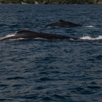 Curiosidades sobre las ballenas jorobadas, especie que se encuentra reproduciéndose en RD