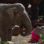 Trompita, la elefanta que desafía al tiempo, celebra en Guatemala sus 65 años