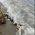 Hallan restos que serían de ballena en la desembocadura del río Yaque del Sur