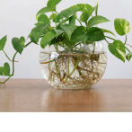 ¡Estas especies adoran el agua!