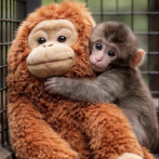 Punch y el eco de los olvidados