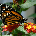 Altas temperaturas pueden afectar estabilidad de las mariposa monarca