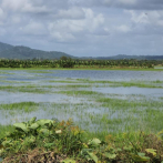 Más de 2,000 tareas de arroz resultan inundadas en El Pozo, María Trinidad Sánchez
