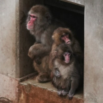 Punch deja atrás su peluche y comienza a hacer amigos