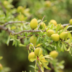 Universidades logran secuenciar genoma del árbol de argán en Marruecos
