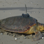 Diana, la tortuga que cruzó el Atlántico: de Ceuta al Caribe