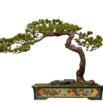 El tercer festival “Bonsai y suiseki” será los días 21 y 22 de marzo en La Vega