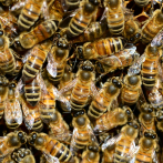 El tamaño sí importa: las abejas bailan mejor cuándo tienen más público