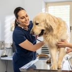 Amor por los animales: más de 700 personas estudian Medicina Veterinaria en el país