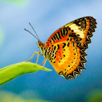 Mariposas