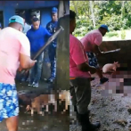 Fedda repudia el sacrificio “a palos” de cerdos decomisados en Nagua