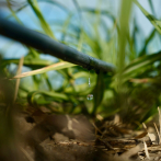 Uso eficiente del agua impulsa avances en sistemas de riego agrícola