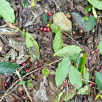 Abinader entregará apoyo a caficultores afectados de huracán Melissa