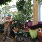 Flor cadáver Massachusetts vuelve a florecer; atrae multitudes con su hedor a 