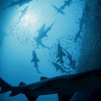 Respetando la naturaleza