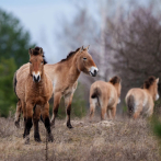 Fauna y vegetación en el paisaje radiactivo de Chernóbil muestran la resiliencia de la naturaleza