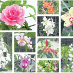 Cómo las flores ‘fabrican’ su color
