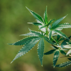 Así funciona la marihuana medicinal
