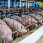 Porcicultor demanda cuarentena ante fiebre porcina