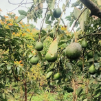 Productores de aguacates de Ocoa piden auxilio al gobierno ante pérdidas millonarias