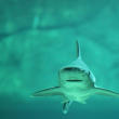 Muere una turista estadounidense atacada por un tiburón en una playa de Bahamas