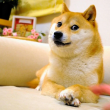 Fallece a los 19 años Kabosu, la famosa perra shiba inu detrás del meme Doge