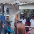 Yegua y caballo sufren maltrato en Cabalgata de las Mariposas por problemas entre sus dueños