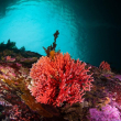 Descubren en Chile hidrocoral rojo más austral y en aguas más superficiales del mundo