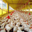 Gobierno dispone programa de pignoración por excedente de producción de pollos