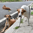Turquía aprueba ley para eliminar a perros callejeros