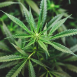 Estados Unidos busca reclasificar el cannabis como una sustancia menos peligrosa