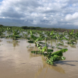 Agricultura y ganadería pierden 123,000 millones al año por los desastres climáticos a nivel mundial