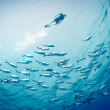 Ciencia y política juntas para proteger océanos, destacan en foro previo a cumbre ONU