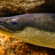 Acusan en Puerto Rico a dos dominicanos por contrabando de 110.000 anguilas americanas