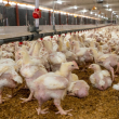 Infectólogo asegura contagio humano por la cepa H5N2 de la gripe aviar es un caso aislado