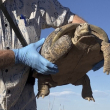 Biólogos ayudan a preservar la tortuga del Bolsón, la más grande y rara de América del Norte