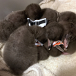 Nueva Zelanda investiga una misteriosa enfermedad que está diezmando a sus pingüinos