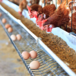 ¿Qué fue antes el huevo o la gallina? Un estudio científico suizo apuesta por el primero