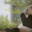 Los osos panda del Zoo de Edimburgo vuelven a China tras 12 años de haber dicho 